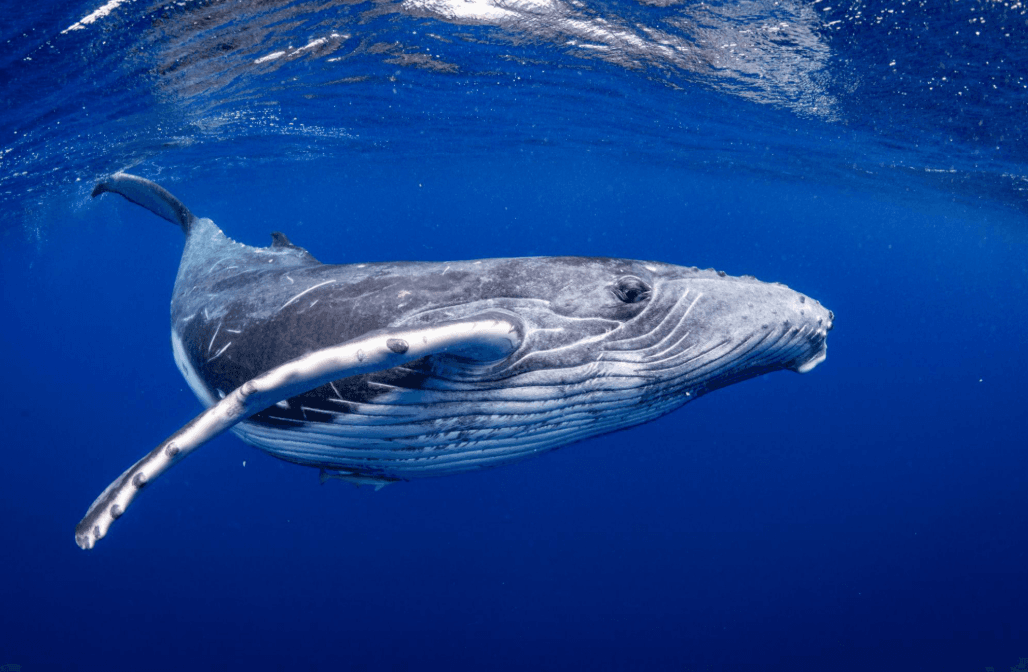 How Scientists Identify Humpback Whales by Tail Flukes - Tours Miches Guide