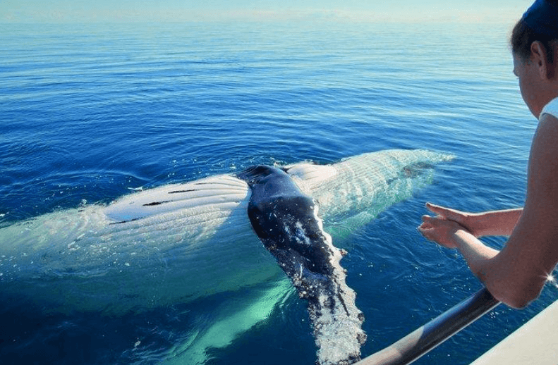 How to Identify Humpback Whales in Samaná Bay - Tours Miches Guide