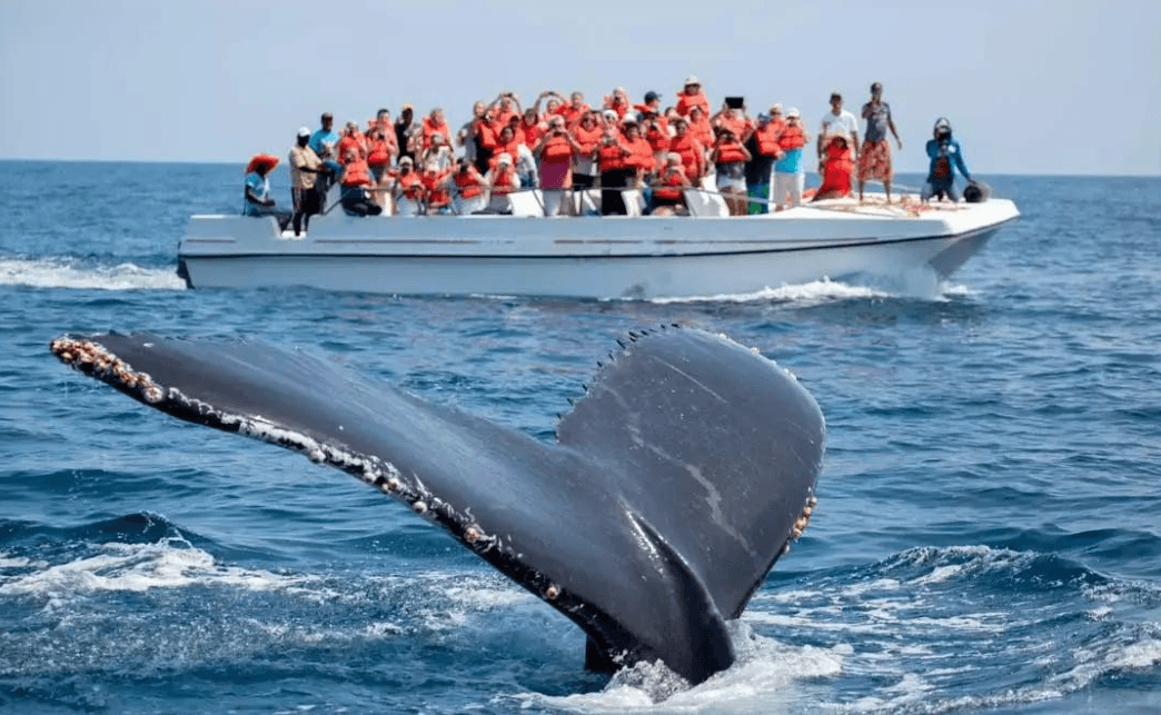 Samaná Whale Watching and Marine Conservation Guide - Tours Miches Guide