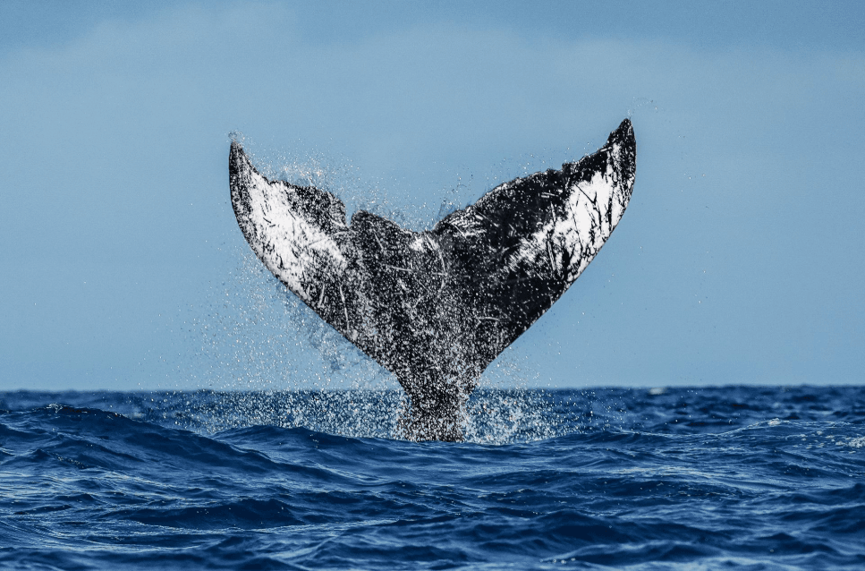 Observation des baleines à Samaná et Miches : principales différences - Tours Miches Guide