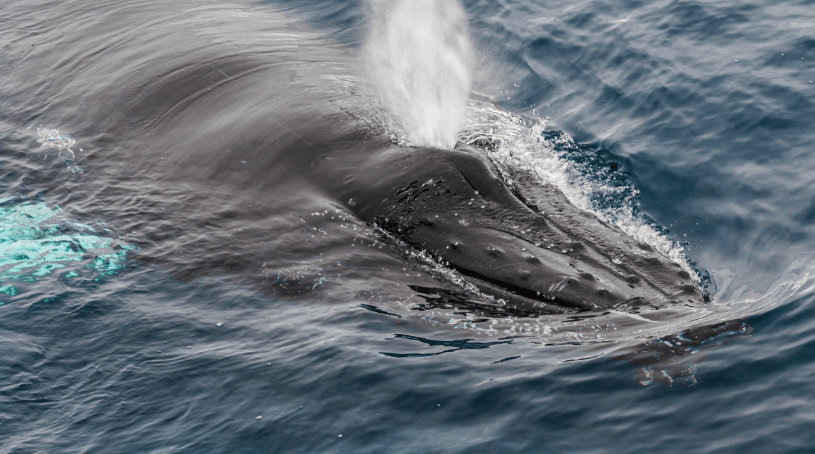 Why Humpback Whales Arrive at Different Times in Samaná - Tours Miches Guide