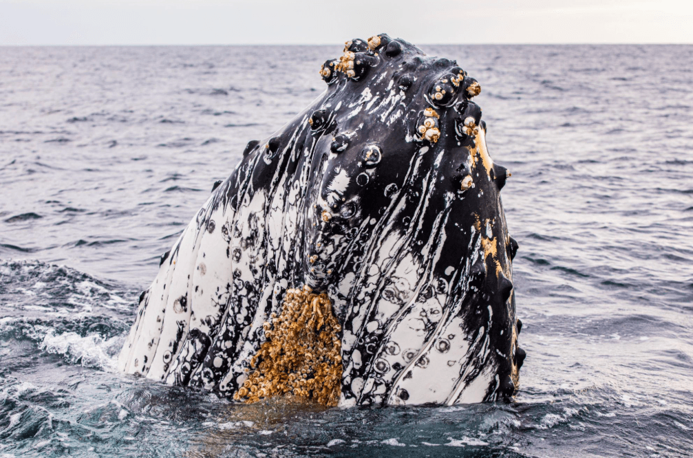 How to Read Humpback Whale Behavior in Samaná Bay - Tours Miches Guide