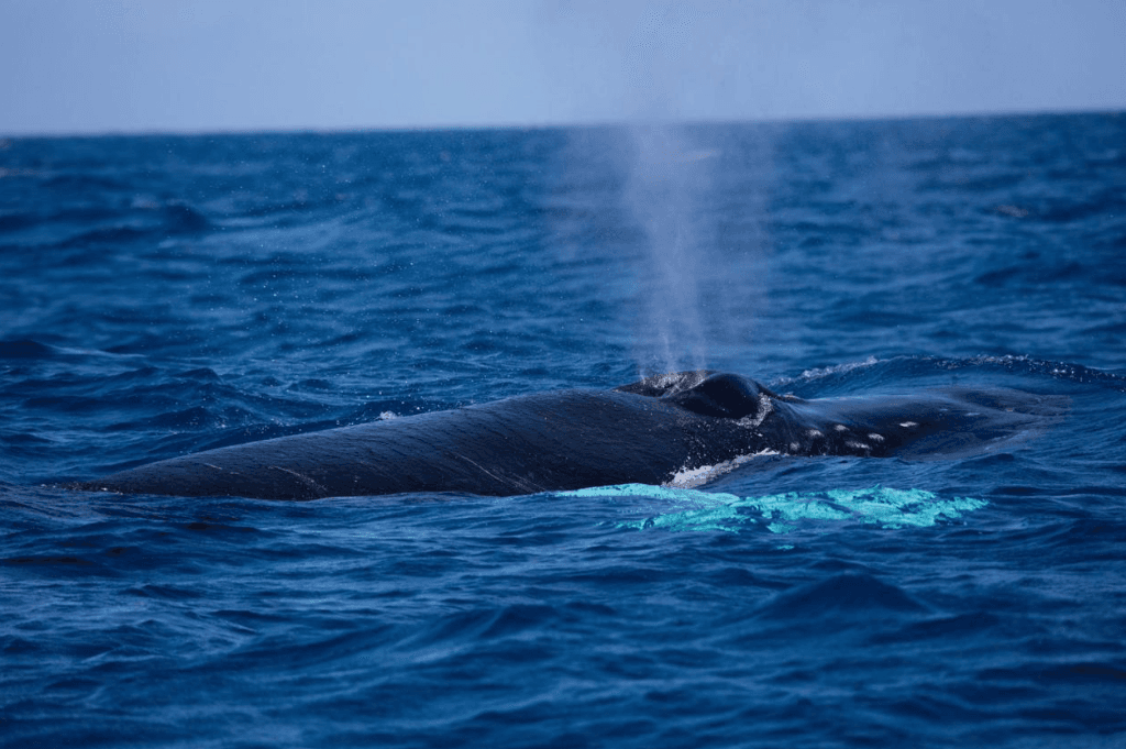 How Scientists Track Whale Swimming Direction in Samaná Bay - Tours Miches Guide