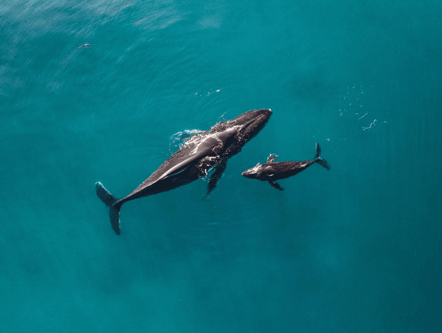 How to Avoid Whale-Watching Scams in Samaná: A Visitor's Guide - Tours Miches Guide