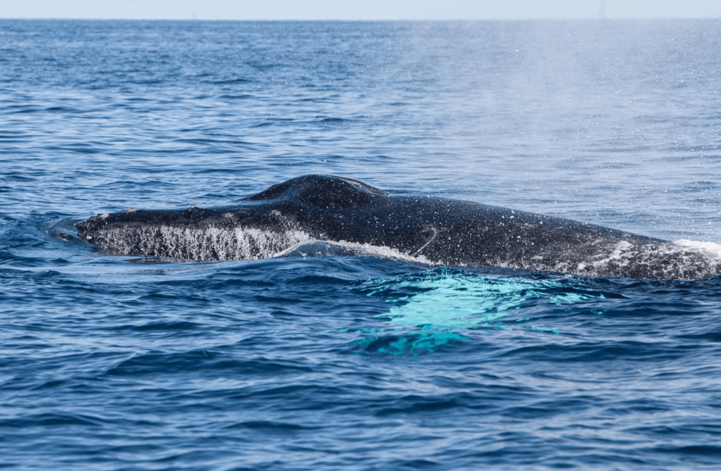 How Scientists Study Whale Calls in Samaná Bay - Tours Miches Guide
