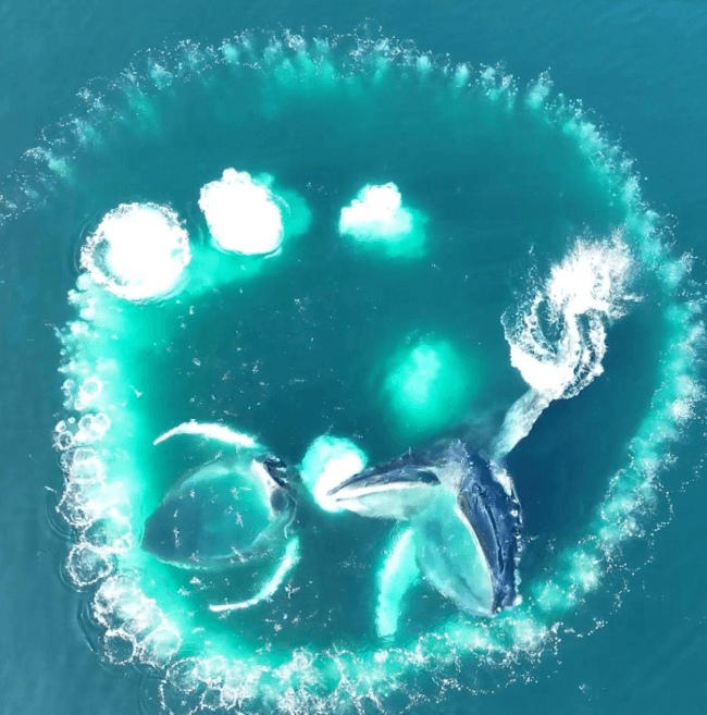 Observation des baleines accessible à Samaná : guide du visiteur - Tours Miches Guide