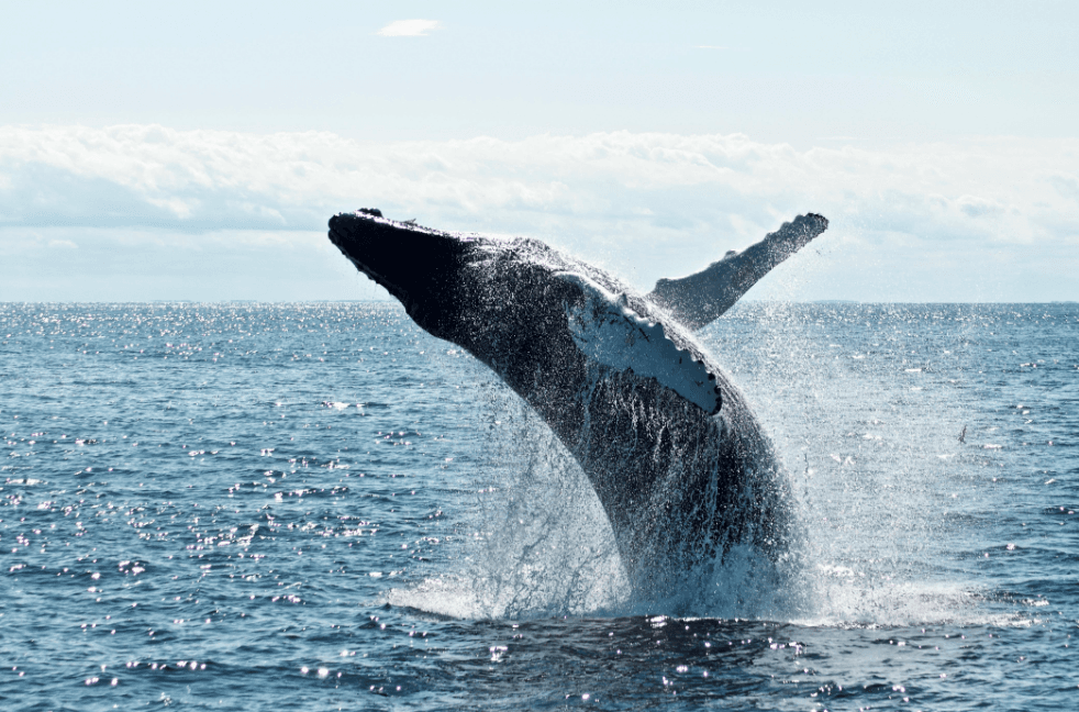 Avistamiento de Ballenas en Samaná 2027: Guía Completa para Visitantes