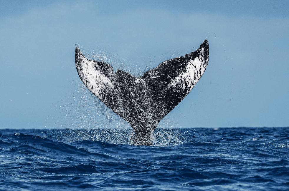 Samaná Whale-Watching Tour an reta? Kisa pou w fè - Tours Miches Guide