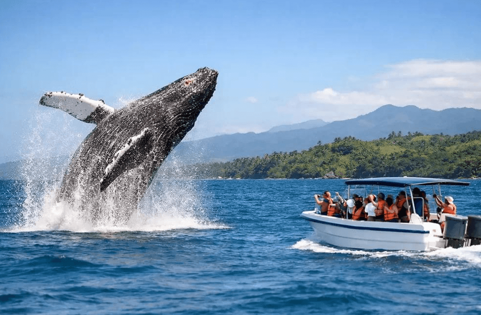 Avistamiento de Ballenas en Samaná 2027: Guía de Viaje Completa