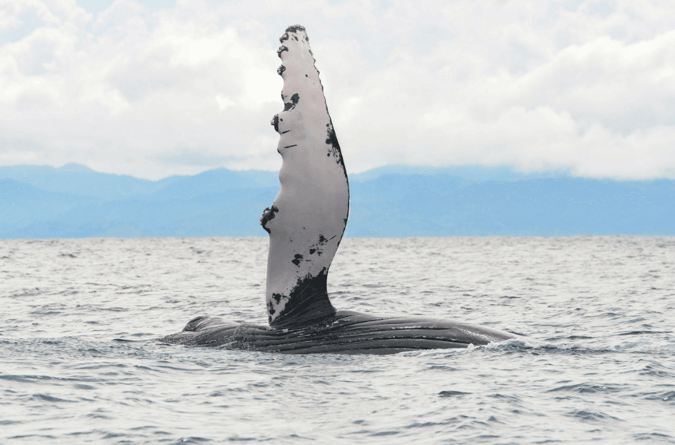 Que se passe-t-il lors d'une excursion d'observation des baleines à Samaná ?