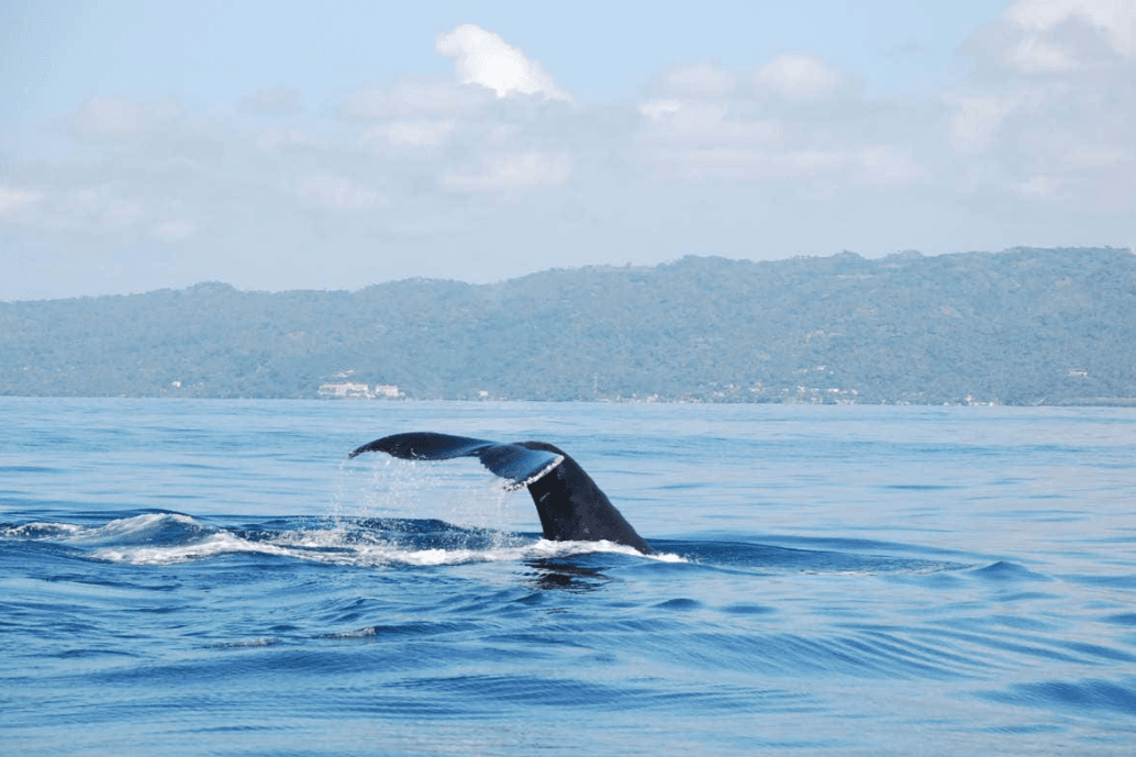 Ver Ballenas Jorobadas en Samaná: Guía de planificación para 2027