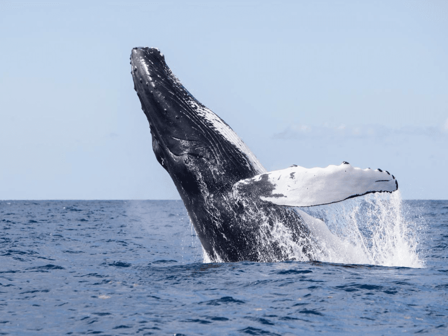 Samaná Bay Whale-Watching Map: Průvodce pro návštěvníky - Tours Miches Guide