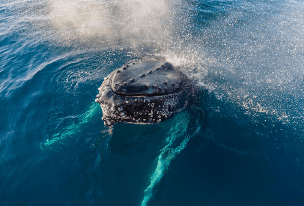 Humpback Whale Tail Flukes: Markings, Shape & Facts - Tours Miches Guide