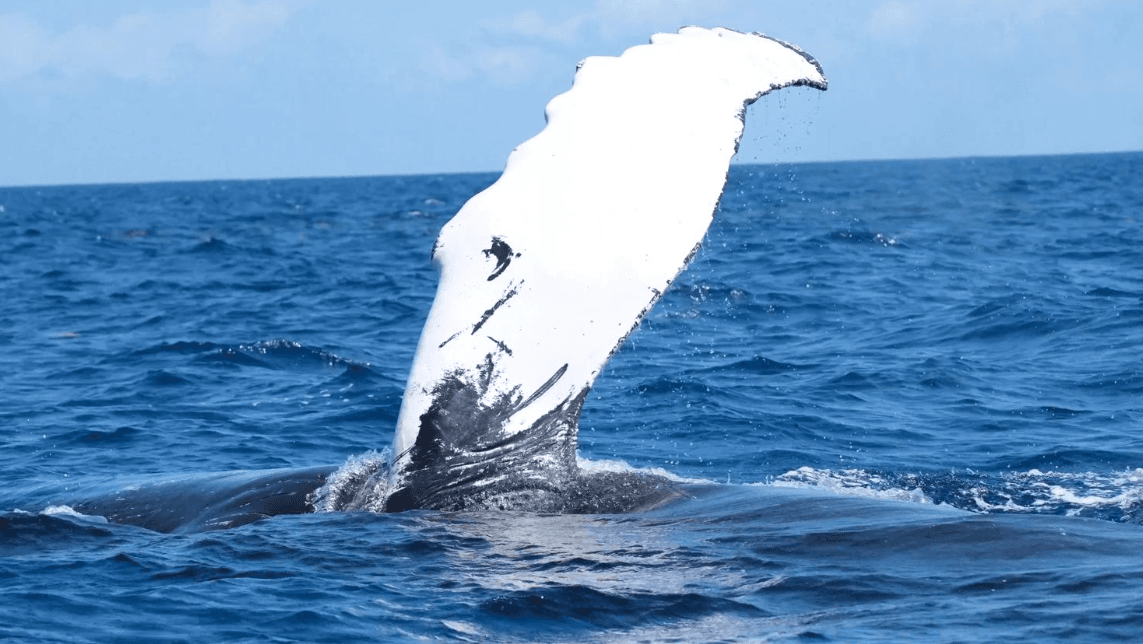 Whale Sighting or False Alarm? Samaná Bay Guide - Tours Miches Guide