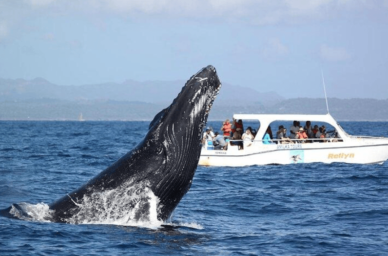 Comment l'observation des baleines profite aux communautés locales de Samaná - Tours Miches Guide