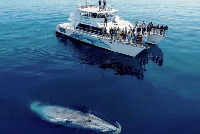 How Scientists Estimate Humpback Whale Lifespans - Tours Miches Guide