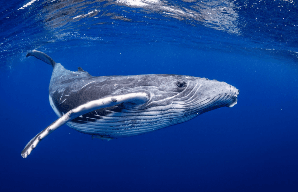 How Marine Protected Areas Help Humpback Whales - Tours Miches Guide