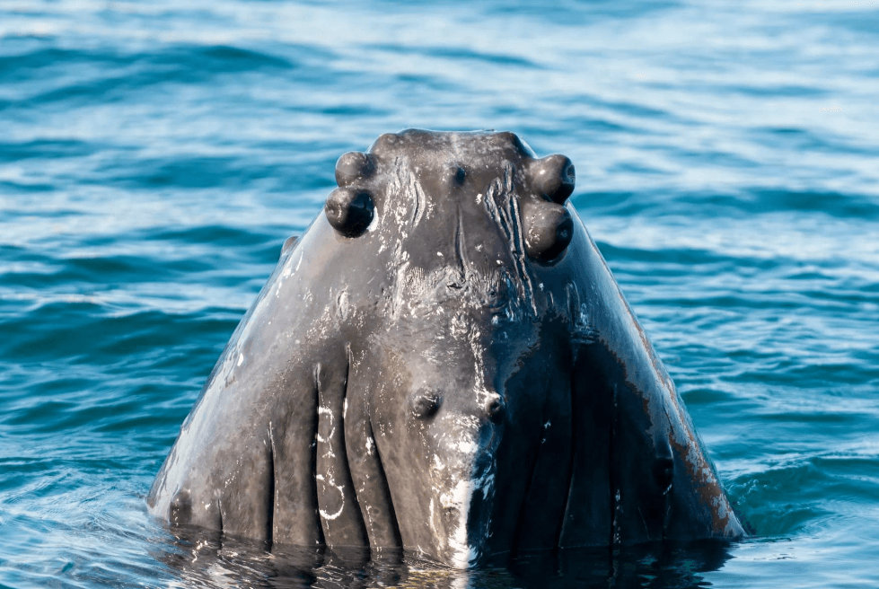 Comment les paysages sous-marins façonnent les habitats des baleines