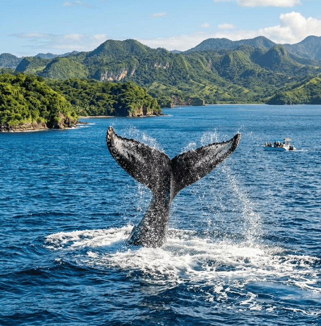 Observations de baleines en fin de saison autour de la péninsule de Samaná - Tours Miches Guide