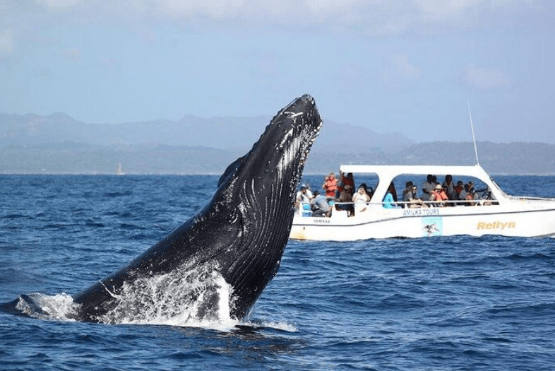 Wie lange bleiben Buckelwale in der Samaná-Bucht? - Tours Miches Guide