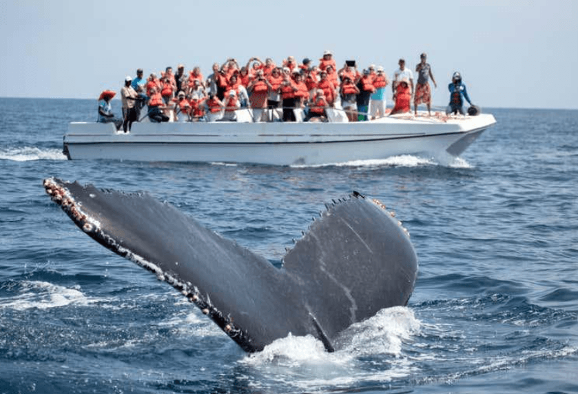 Poukisa balèn bos naje an sèk nan Samaná? - Tours Miches Guide