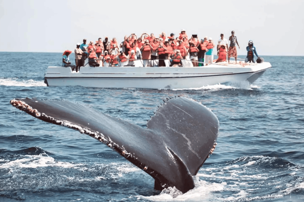 Wie Guides die Walentfernung in der Bucht von Samaná schätzen - Tours Miches Guide