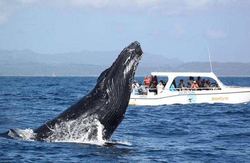 Observation responsable des baleines dans la baie de Samaná : guide du visiteur - Tours Miches Guide