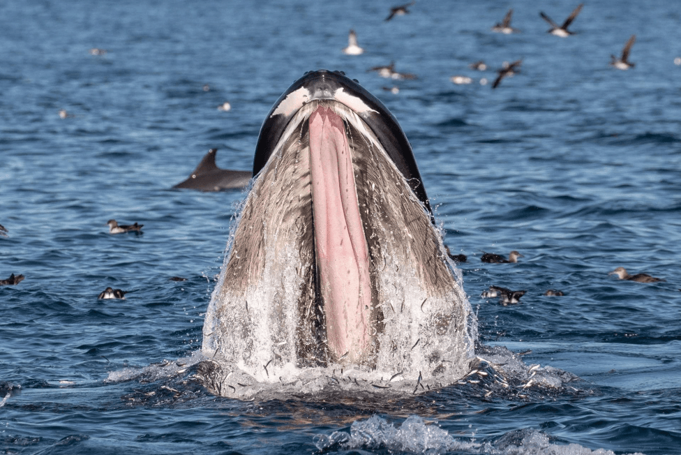How Long Do Humpback Whales Live? Lifespan Guide - Tours Miches Guide