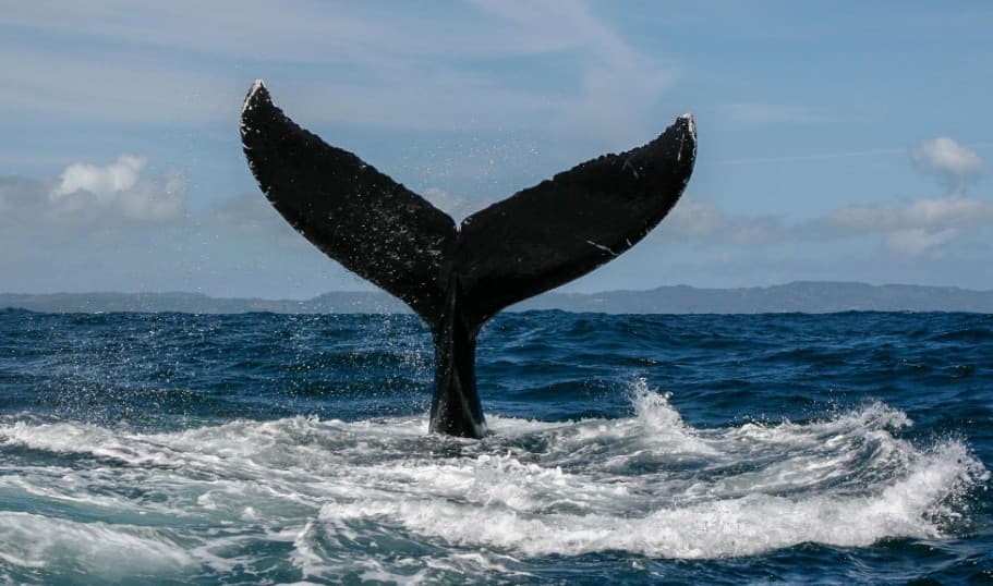 Samaná Whale Watching 2027: tour e guida per i visitatori - Tours Miches Guide