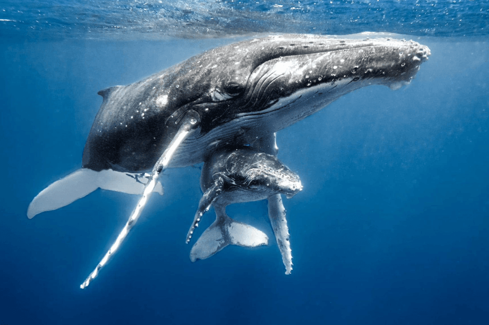 Where Are Humpback Whales Found in Samaná Bay at Different Times of Day? - Tours Miches Guide