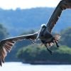 2 Hours Kayak Los Haitises - Image 17