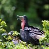 2 Hours Kayak Los Haitises - Image 4