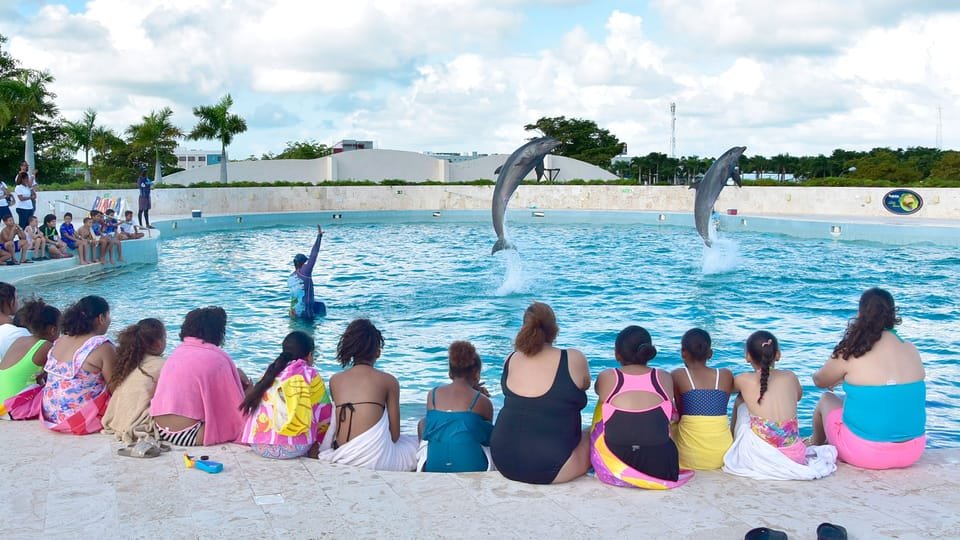 Punta Cana: Dolphin Discovery Swims and Encounters 7 Punta Cana: Dolphin Discovery Swims and Encounters - Imagen 7