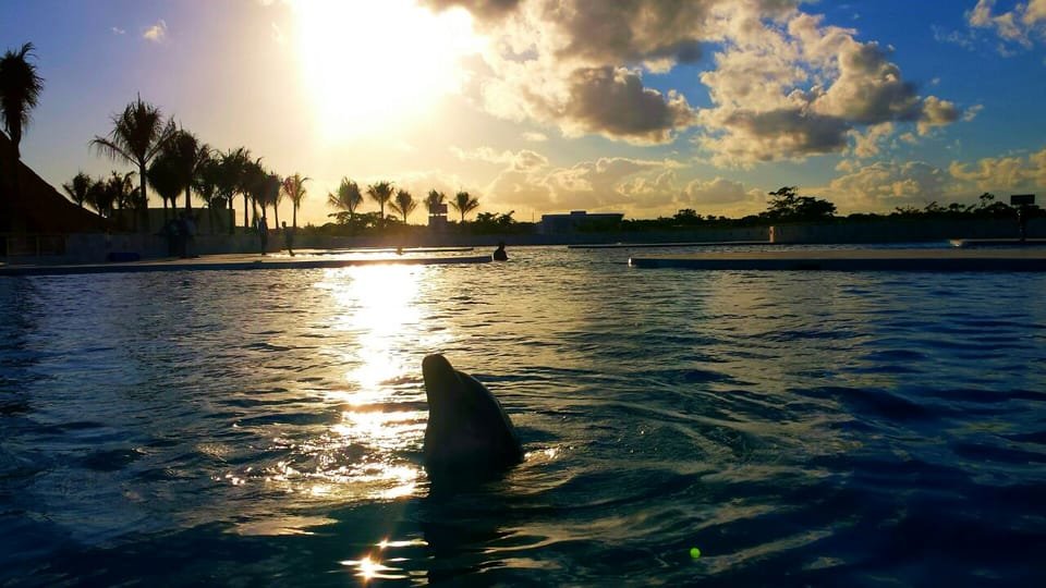 Punta Cana: Dolphin Discovery Swims and Encounters 12 Punta Cana: Dolphin Discovery Swims and Encounters - Imagen 12