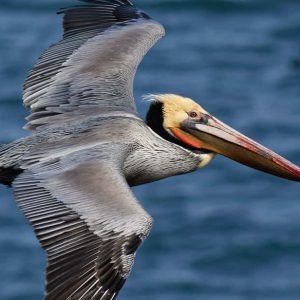 Media Luna Miches (Half-Moon) Natural Pool Half - Day Pass and Snorkeling 624 98 2