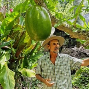 Media Luna Miches (Half-Moon) Natural Pool Half - Day Pass and Snorkeling 444 145 195