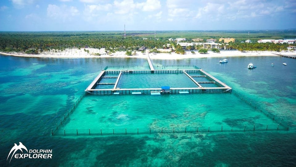 Dolphin Swim in Punta Cana – Best 60-min Dolphin Discovery 7 Dolphin Swim in Punta Cana – Best 60-min Dolphin Discovery - Görsel 7